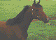 daggerfall horse painting n1