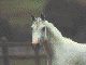 daggerfall horse painting n2