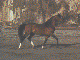 daggerfall horse painting n3